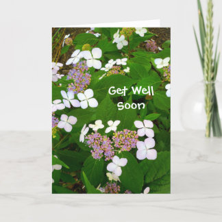 Hydrangea Aspera - bald wieder gesund Karte