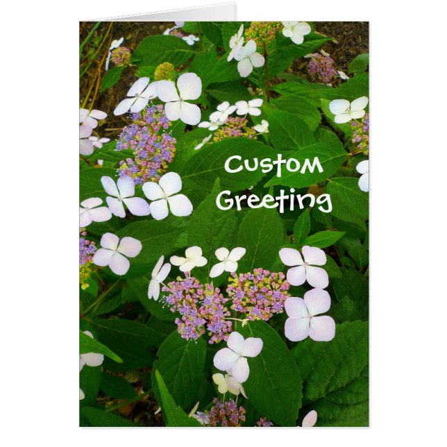 Hydrangea-Aspera-Vorlage (Vorne)