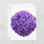 Hydrangea-Ball-Nah-up Postkarte (Vorne/Hinten)