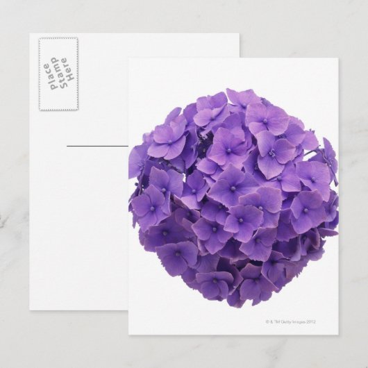 Hydrangea-Ball-Nah-up Postkarte (Vorne/Hinten)