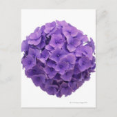 Hydrangea-Ball-Nah-up Postkarte (Vorderseite)