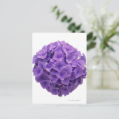 Hydrangea-Ball-Nah-up Postkarte (Stehend Vorderseite)