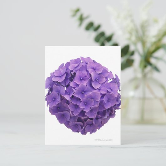 Hydrangea-Ball-Nah-up Postkarte (Stehend Vorderseite)