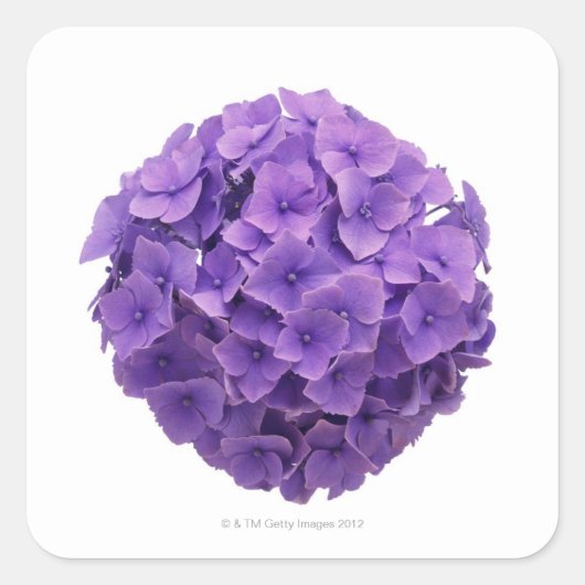 Hydrangea-Ball-Nah-up Quadratischer Aufkleber (Vorderseite)