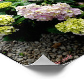 Hydrangea Big Daddy Poster (Ecke)