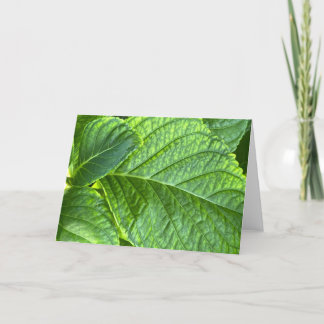 Hydrangea-Blätter Nahaufnahme Leere Notizkarte Dankeskarte