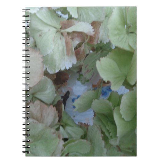 Hydrangea-Blätter Notizblock (Vorderseite)