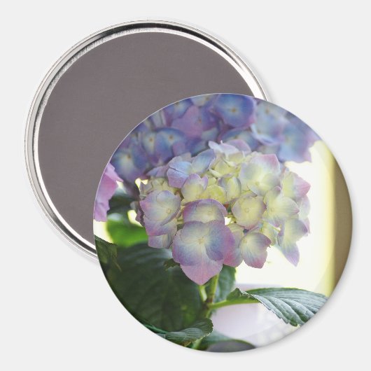 Hydrangea Blooms Magnet (Vorderseite/Rückseite)