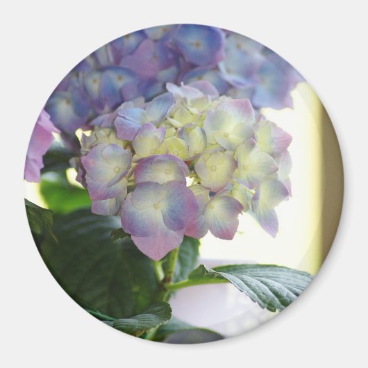Hydrangea Blooms Magnet (Vorne)