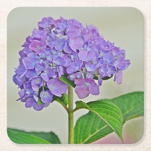 Hydrangea Blossom Party Untersetzer (Vorderseite)