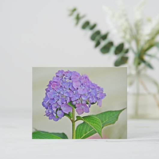 Hydrangea Blossom Postkarte (Stehend Vorderseite)