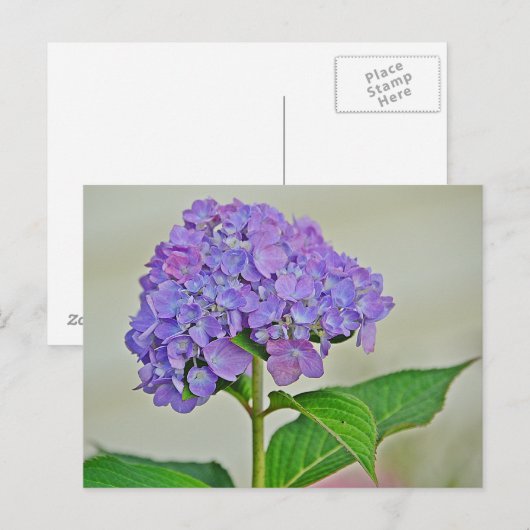 Hydrangea Blossom Postkarte (Vorne/Hinten)