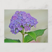 Hydrangea Blossom Postkarte (Vorderseite)