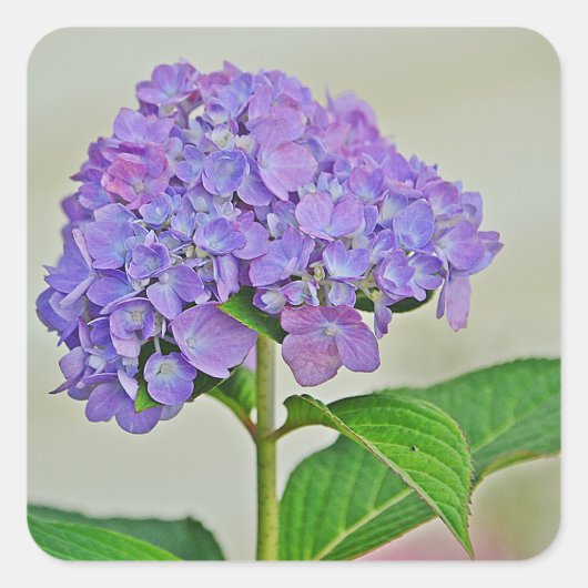 Hydrangea Blossom Sticker (Vorderseite)