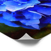 Hydrangea-Blues Poster (Ecke)