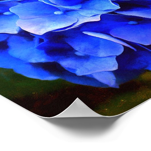 Hydrangea-Blues Poster (Ecke)