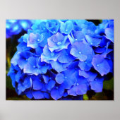 Hydrangea-Blues Poster (Vorne)