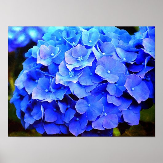 Hydrangea-Blues Poster (Vorne)