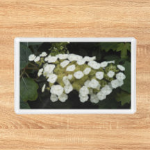 Hydrangea-Blume