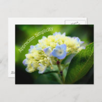 Hydrangea Blume Einfachheit Inspiration