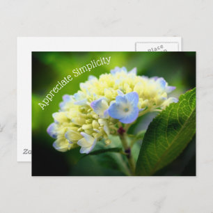Hydrangea Blume Einfachheit Inspiration Postkarte