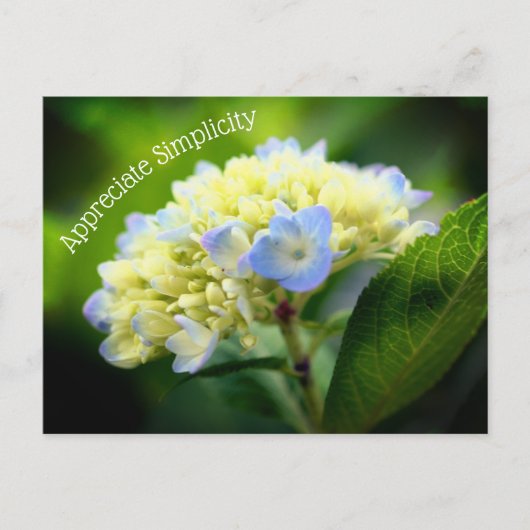 Hydrangea Blume Einfachheit Inspiration Postkarte (Vorderseite)