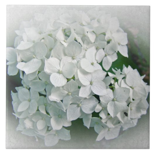 Hydrangea-Blume Fliese (Vorderseite)