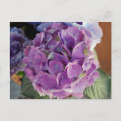 Hydrangea Blume Foto Postkarte (Vorderseite)