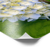 Hydrangea-Blume Fotodruck (Ecke)