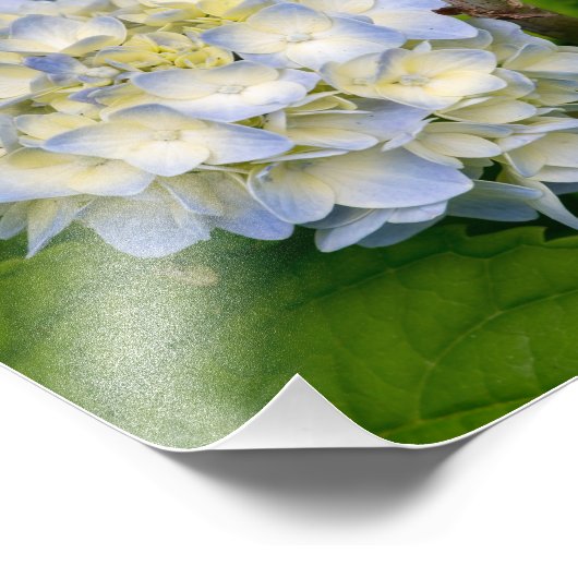 Hydrangea-Blume Fotodruck (Ecke)