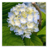 Hydrangea-Blume Fotodruck (Vorne)
