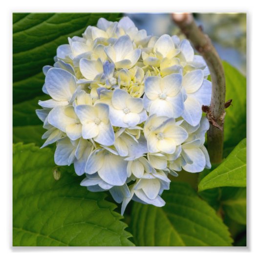 Hydrangea-Blume Fotodruck (Vorne)