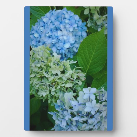 Hydrangea-Blume Fotoplatte (Vorderseite)