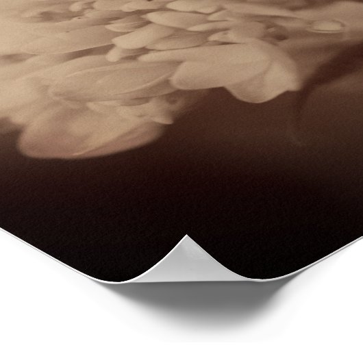 Hydrangea-Blume im Vintagen Sepia Poster (Ecke)