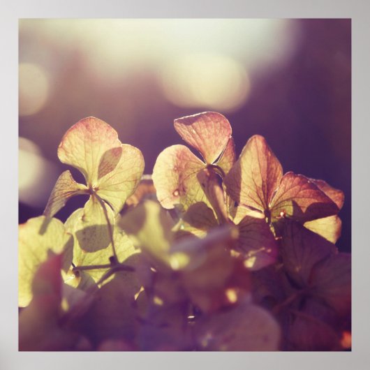 Hydrangea-Blume in Sunlight Lila Bokeh Poster (Vorne)