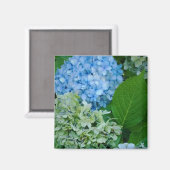 Hydrangea-Blume Magnet (Vorderseite/Rückseite)