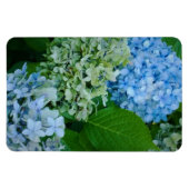 Hydrangea-Blume Magnet (Horizontal)