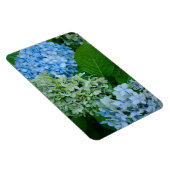 Hydrangea-Blume Magnet (Rechte Seite)
