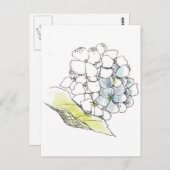 Hydrangea Blume Pen und Tinte Zeichnend Postkarte (Vorne/Hinten)