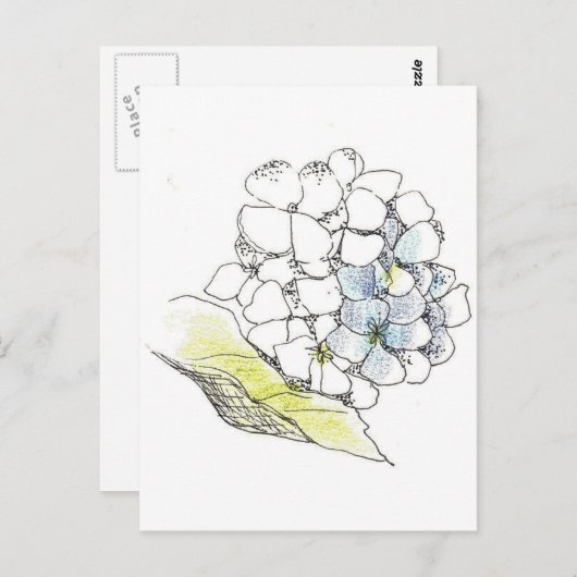Hydrangea Blume Pen und Tinte Zeichnend Postkarte (Vorne/Hinten)