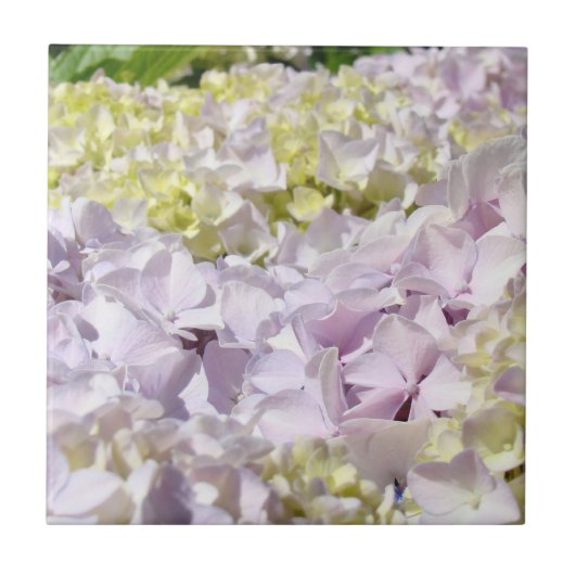 Hydrangea Blume Petals Tile Decorative Art Fliese (Vorderseite)