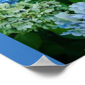 Hydrangea-Blume Poster (Ecke)