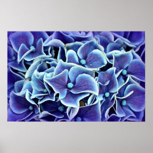 Hydrangea Blume Poster
