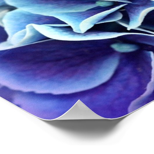 Hydrangea Blume Poster (Ecke)