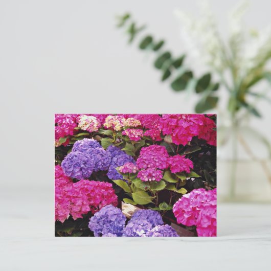 Hydrangea-Blume Postkarte (Stehend Vorderseite)