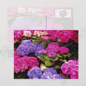 Hydrangea-Blume Postkarte (Vorne/Hinten)