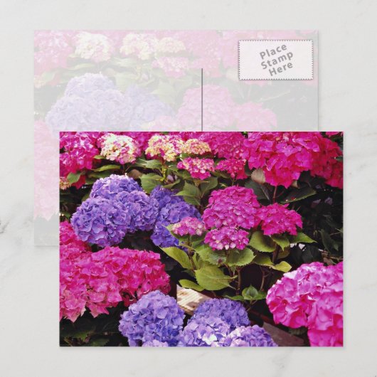 Hydrangea-Blume Postkarte (Vorne/Hinten)