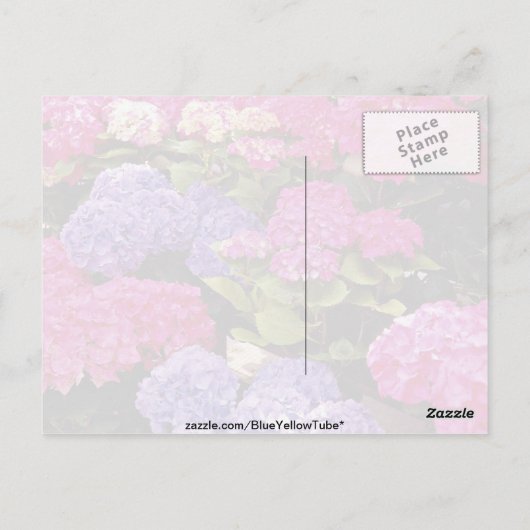 Hydrangea-Blume Postkarte (Rückseite)