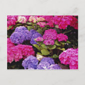 Hydrangea-Blume Postkarte (Vorderseite)