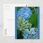 Hydrangea-Blume Postkarte (Vorne/Hinten)